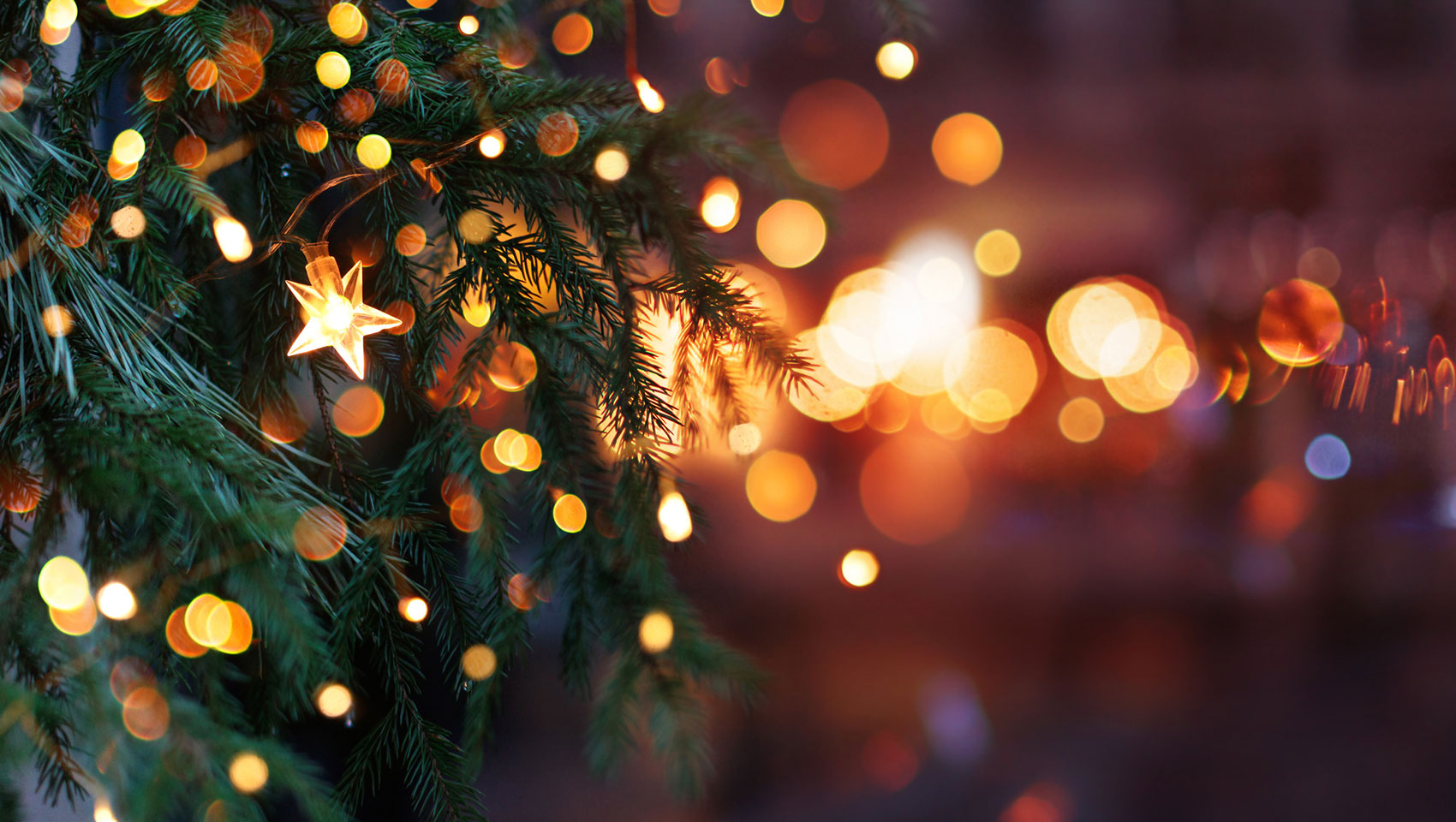 Green pine tree with star lights strung